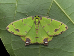 Agathia lycaenaria