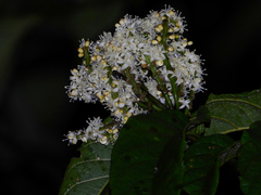 Pleurisanthes artocarpi