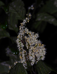Pleurisanthes artocarpi