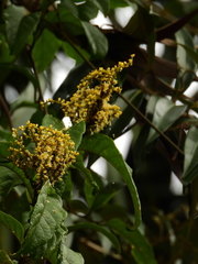 Pleurisanthes artocarpi