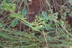 Limeum viscosum transvaalense