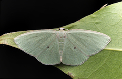 Pseudothalera carolinae