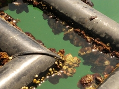 Megabalanus coccopoma