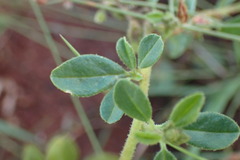 Limeum viscosum transvaalense