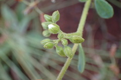 Limeum viscosum transvaalense