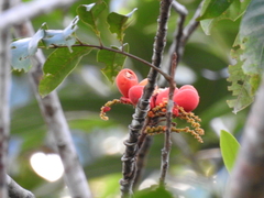 Pleurisanthes artocarpi