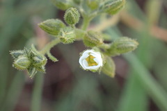 Limeum viscosum transvaalense