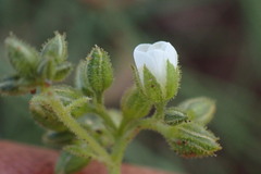 Limeum viscosum transvaalense