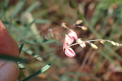 Indigofera filipes