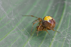 Simitidion simile