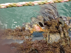 Megabalanus coccopoma