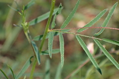 Indigofera filipes