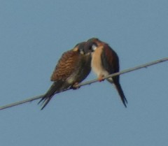 Falco sparverius paulus