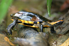 Platemys platycephala