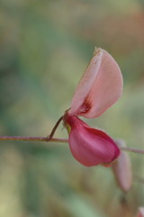 Indigofera filipes
