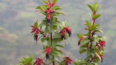 Brachyotum naudinii