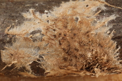 Hydnocristella latihypha