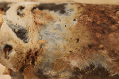 Hydnocristella latihypha