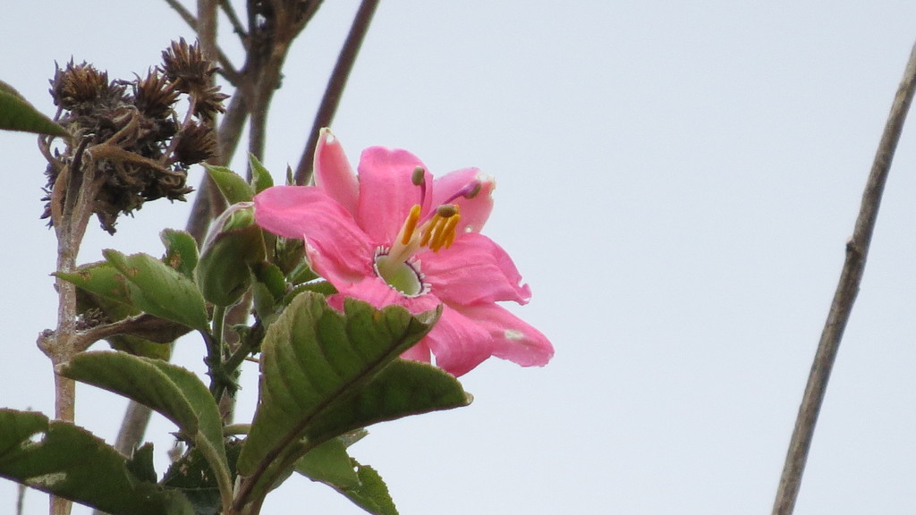 Passiflora mathewsii; photograph Manuel Roncal, CC0, iNaturalist via GBIF