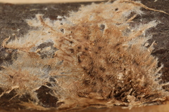 Hydnocristella latihypha