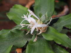 Cryptanthus