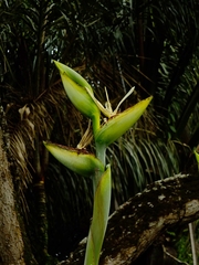 Phenakospermum guyannense
