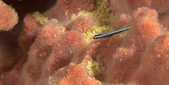 Elacatinus lori