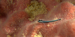 Elacatinus lori