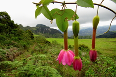 Passiflora cumbalensis