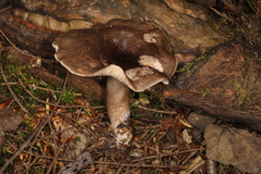 Lactarius mucidus