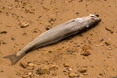 Atractoscion aequidens