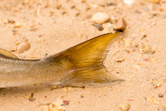 Atractoscion aequidens