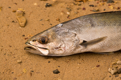 Atractoscion aequidens