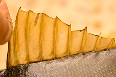 Atractoscion aequidens