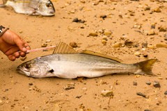 Atractoscion aequidens