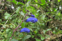 Salvia sagittata