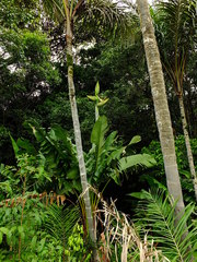 Phenakospermum guyannense