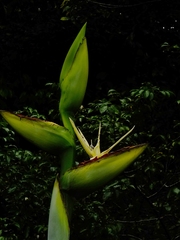 Phenakospermum guyannense