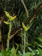 Phenakospermum guyannense