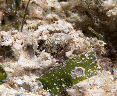 Callechelys marmorata