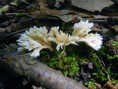 Thelephora penicillata