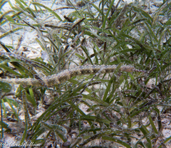 Corythoichthys haematopterus