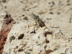 Leiocephalus barahonensis