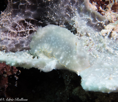 Chromodoris kalawakan