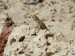 Leiocephalus barahonensis