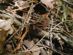 Thelephora penicillata