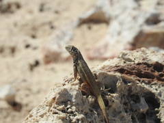 Leiocephalus barahonensis