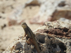 Leiocephalus barahonensis