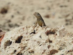 Leiocephalus barahonensis