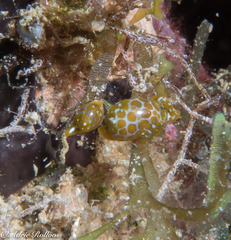 Lamprohaminoea evelinae